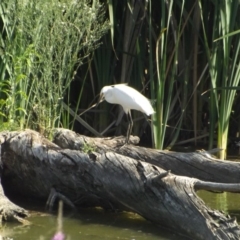 Egretta garzetta (Little Egret) at Fyshwick, ACT - 13 Jan 2019 by Valerate