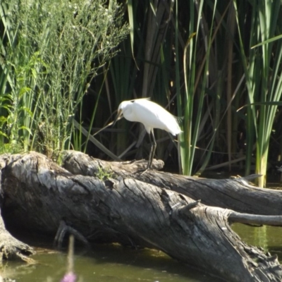 Egretta garzetta (Little Egret) at Fyshwick, ACT - 13 Jan 2019 by Valerate