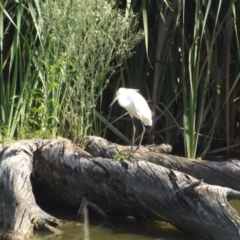 Egretta garzetta at Fyshwick, ACT - 13 Jan 2019