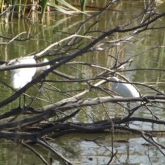 Egretta garzetta at Fyshwick, ACT - 13 Jan 2019