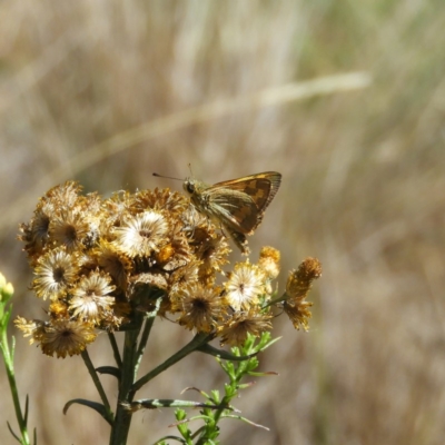 Ocybadistes walkeri (Green Grass-dart) at Kambah, ACT - 14 Jan 2019 by MatthewFrawley