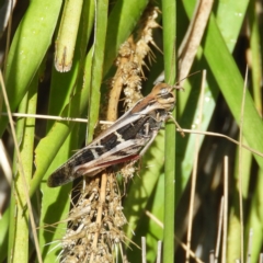 Gastrimargus musicus (Yellow-winged Locust or Grasshopper) at Kambah, ACT - 14 Jan 2019 by MatthewFrawley