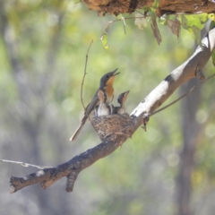 Myiagra rubecula (Leaden Flycatcher) at Mount Taylor - 16 Jan 2019 by MatthewFrawley