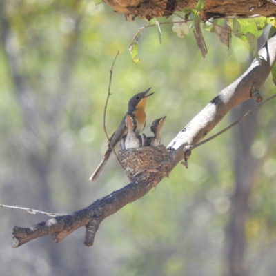 Myiagra rubecula (Leaden Flycatcher) at Kambah, ACT - 16 Jan 2019 by MatthewFrawley