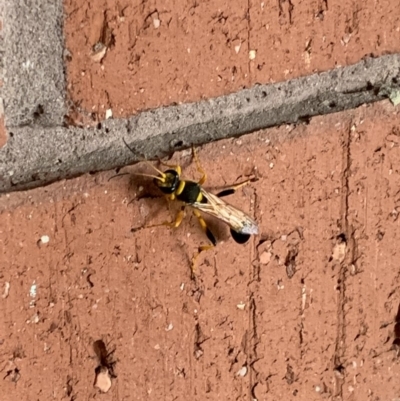 Sceliphron laetum (Common mud dauber wasp) at Fyshwick, ACT - 16 Jan 2019 by stellabellaxx