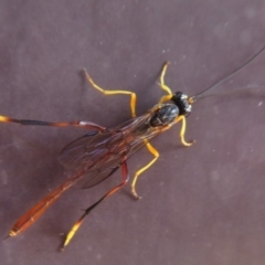 Heteropelma scaposum (Two-toned caterpillar parasite wasp) at Flynn, ACT - 16 Jan 2019 by Christine