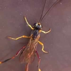 Heteropelma scaposum at Flynn, ACT - 16 Jan 2019