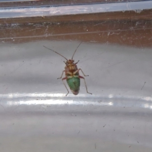 Miridae (family) at Macarthur, ACT - 16 Jan 2019 04:44 PM