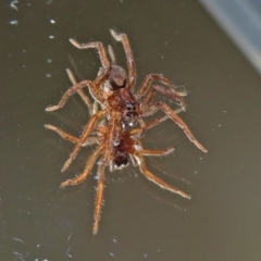 Lycosidae (family) (Wolf spider) at Macarthur, ACT - 16 Jan 2019 by RodDeb