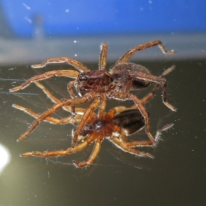 Lycosidae (family) at Macarthur, ACT - 16 Jan 2019