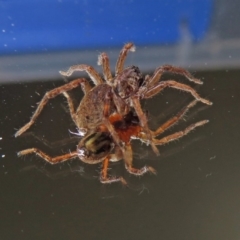 Lycosidae (family) at Macarthur, ACT - 16 Jan 2019