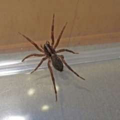 Lycosidae (family) at Macarthur, ACT - 16 Jan 2019