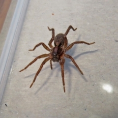 Lycosidae (family) at Macarthur, ACT - 16 Jan 2019 04:23 PM