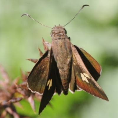 Mesodina halyzia (Eastern Iris-skipper) at Ulladulla, NSW - 15 Jan 2019 by Harrisi