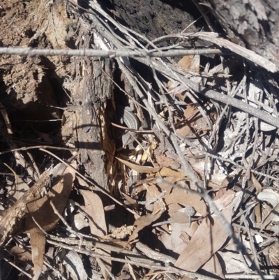 Amphibolurus muricatus (Jacky Lizard) at Stony Creek - 3 Jan 2019 by jamie.barney