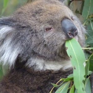 Phascolarctos cinereus at Paddys River, ACT - suppressed