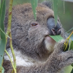 Phascolarctos cinereus at Paddys River, ACT - suppressed