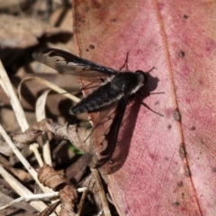 Aleucosia sp. (genus) (Bee Fly) at Cotter River, ACT - 23 Oct 2015 by HarveyPerkins
