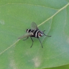 Trigonospila sp. (genus) (A Bristle Fly) at Pollinator-friendly garden Conder - 4 Jan 2019 by michaelb