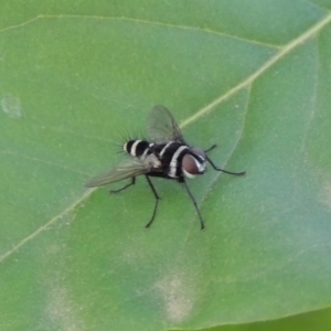 Trigonospila sp. (genus) at Conder, ACT - 5 Jan 2019 09:28 AM