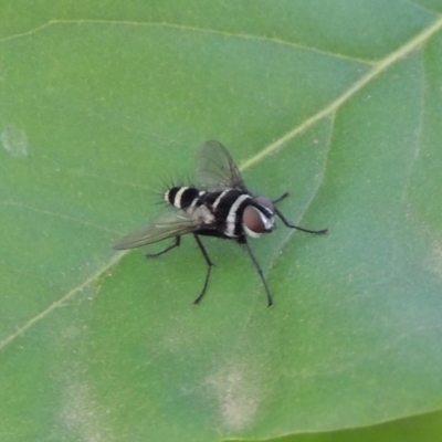 Trigonospila sp. (genus) (A Bristle Fly) at Conder, ACT - 4 Jan 2019 by michaelb