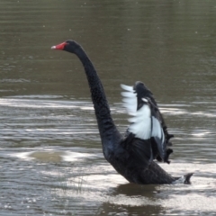 Cygnus atratus (Black Swan) at Greenway, ACT - 18 Dec 2018 by michaelb