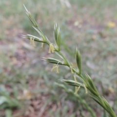 Lolium perenne (Perennial Ryegrass) at Conder, ACT - 4 Nov 2018 by MichaelBedingfield