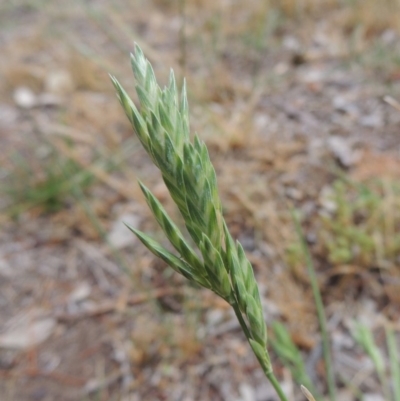 Bromus brevis (A Brome) at Point Hut to Tharwa - 6 Nov 2018 by MichaelBedingfield