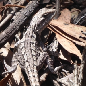 Amphibolurus muricatus at Coree, ACT - 17 Jan 2019