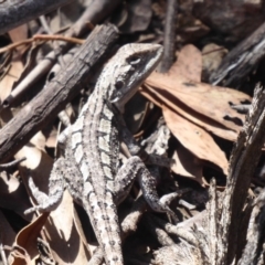 Amphibolurus muricatus at Coree, ACT - 17 Jan 2019