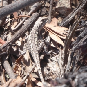 Amphibolurus muricatus at Coree, ACT - 17 Jan 2019