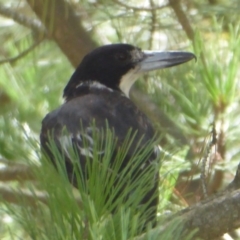 Cracticus torquatus (Grey Butcherbird) at Coree, ACT - 17 Jan 2019 by Christine