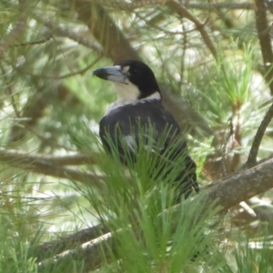 Cracticus torquatus at Coree, ACT - 17 Jan 2019