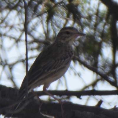 Anthus australis (Australian Pipit) at Coree, ACT - 17 Jan 2019 by Christine