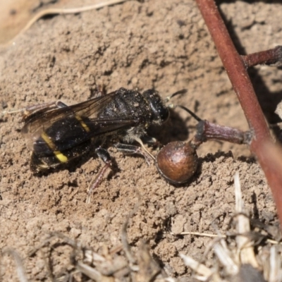 Crabroninae (subfamily) (Unidentified solitary wasp) at Higgins, ACT - 13 Jan 2019 by Alison Milton