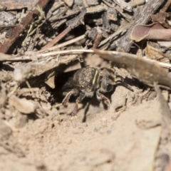 Crabroninae (subfamily) at Higgins, ACT - 14 Jan 2019 10:12 AM