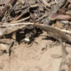 Crabroninae (subfamily) at Higgins, ACT - 14 Jan 2019 10:12 AM