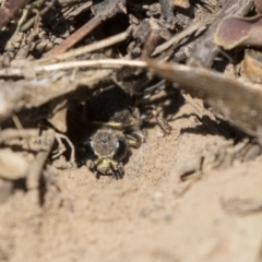 Crabroninae (subfamily) at Higgins, ACT - 14 Jan 2019 10:12 AM