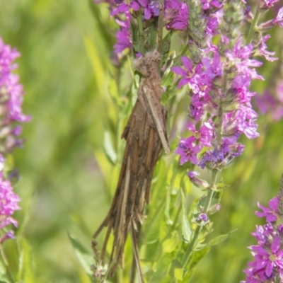 Metura elongatus (Saunders' case moth) at ANBG - 16 Jan 2019 by Alison Milton