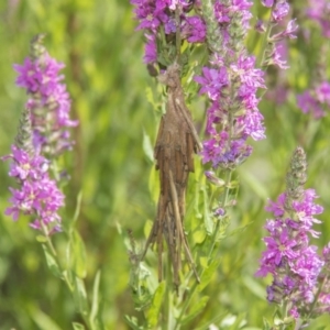 Metura elongatus at Acton, ACT - 17 Jan 2019