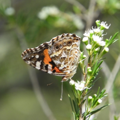 Vanessa kershawi (Australian Painted Lady) at Hackett, ACT - 17 Jan 2019 by MatthewFrawley