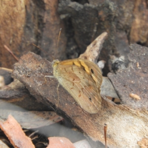 Heteronympha merope at Hackett, ACT - 17 Jan 2019