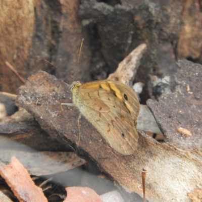 Heteronympha merope (Common Brown Butterfly) at Hackett, ACT - 17 Jan 2019 by MatthewFrawley