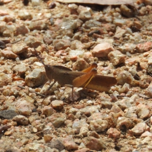 Goniaea australasiae at Hackett, ACT - 17 Jan 2019 12:19 PM