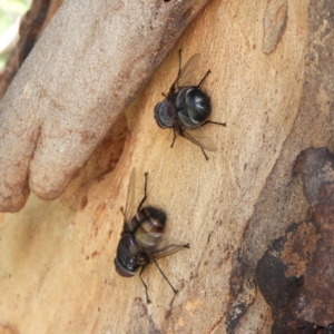 Rutilia (Donovanius) sp. (genus & subgenus) at Hackett, ACT - 17 Jan 2019 12:35 PM