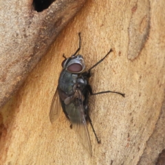 Rutilia (Donovanius) sp. (genus & subgenus) at Hackett, ACT - 17 Jan 2019 12:35 PM