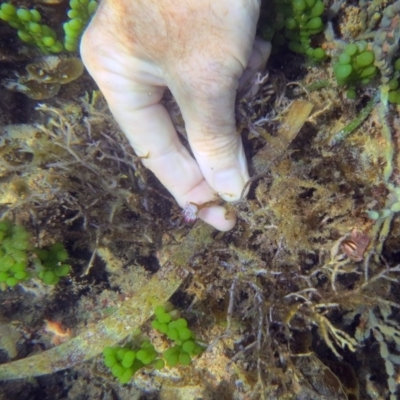 Posidonia australis (Submarine plant) at Long Beach, NSW - 16 Jan 2019 by PhilBLynB