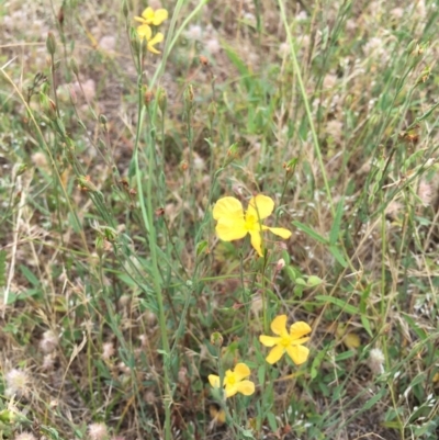 Hypericum gramineum (Small St Johns Wort) at Tombong, NSW - 17 Jan 2019 by BlackFlat