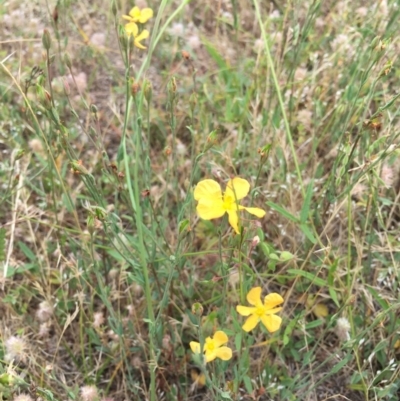 Hypericum gramineum (Small St Johns Wort) at Black Flat at Corrowong - 17 Jan 2019 by BlackFlat