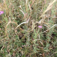 Epilobium sp. (A Willow Herb) at Corrowong, NSW - 17 Jan 2019 by BlackFlat